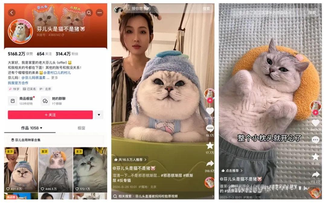 宠物博主商业化迷局：从潘宏到芬头儿，解密宠物博主的崛起与困境
