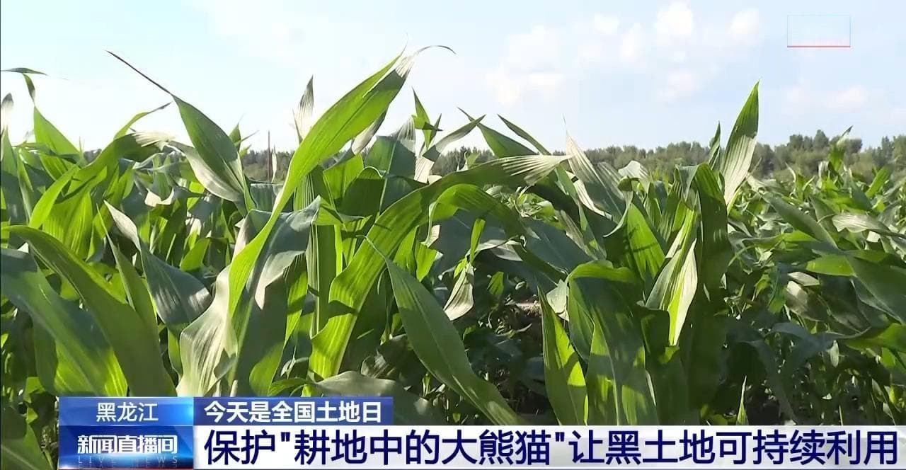 如何保护、利用好黑土资源？这片试验田里有答案
