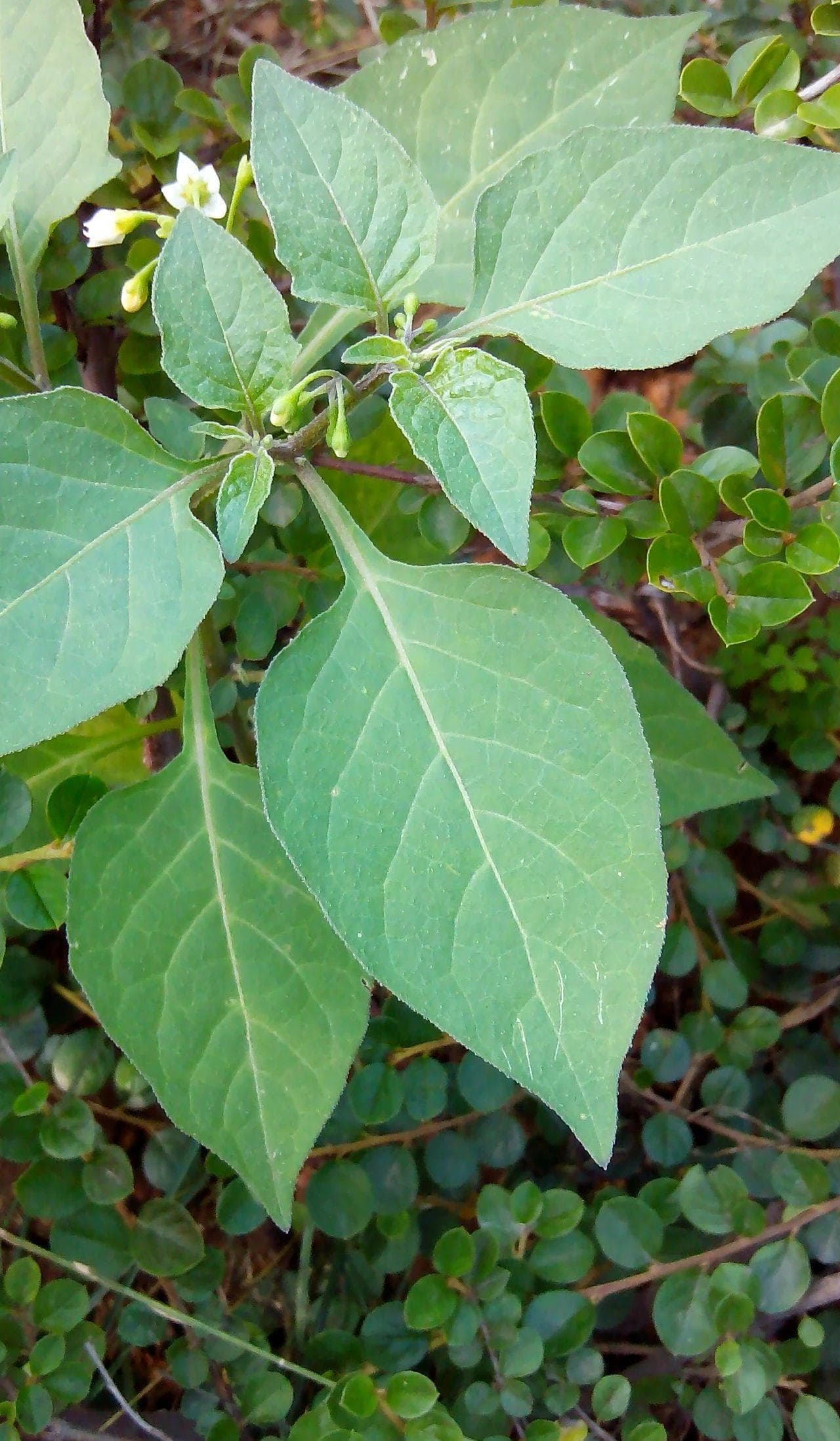 物语之龙葵（Solanum nigrum）