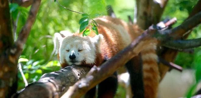 睡眠债务：睡眠不足的隐性成本