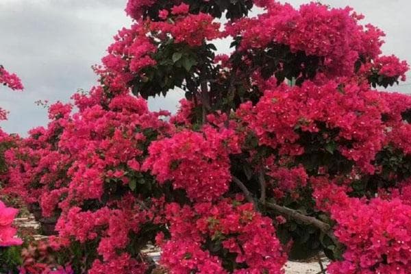 三角梅怎么养殖才开花多？