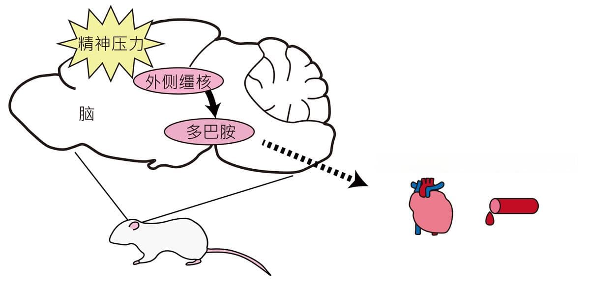 筑波大学揭示精神压力与血液循环反应的神经机制：多巴胺的关键作用