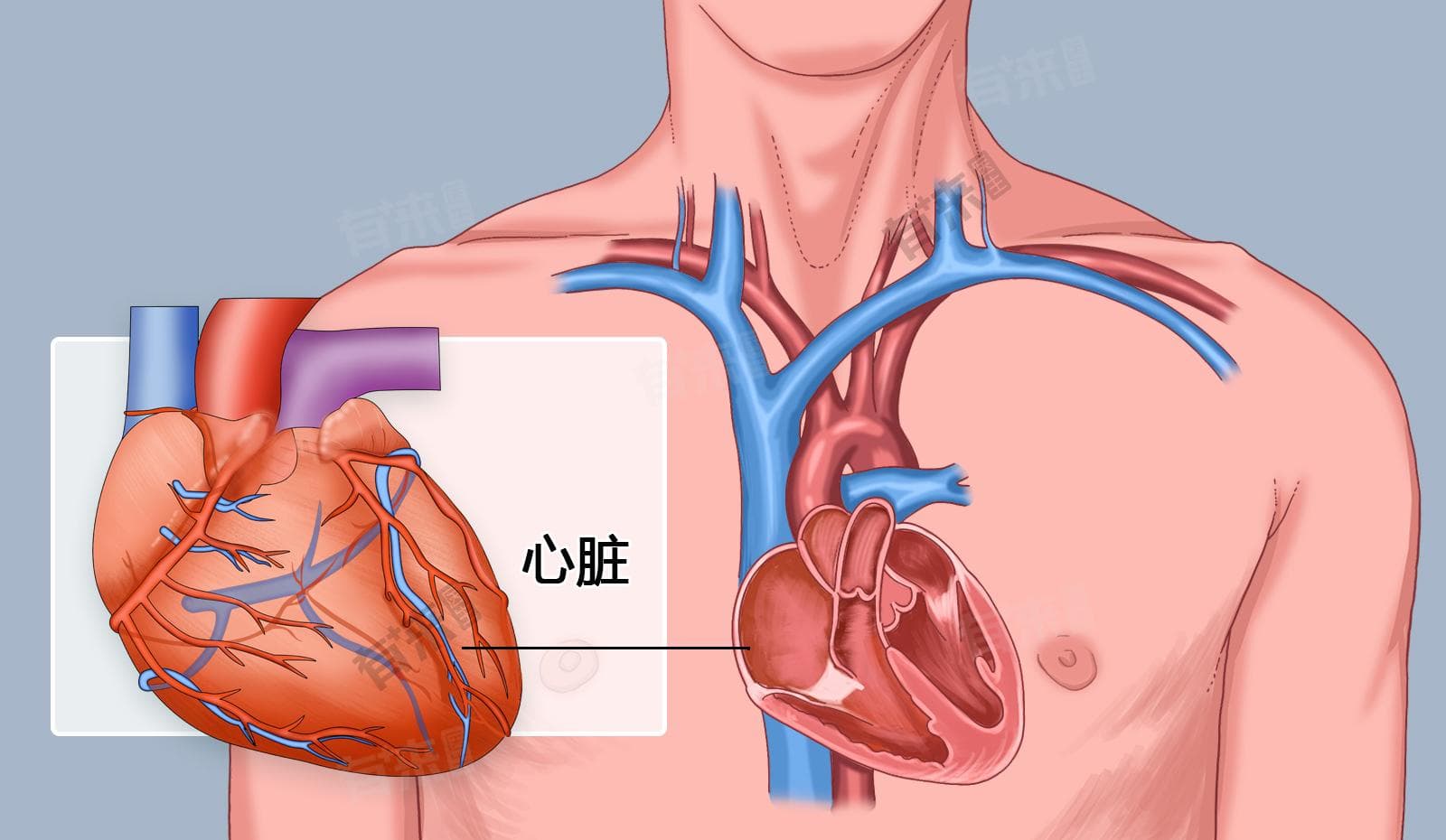 心脏的作用与功能