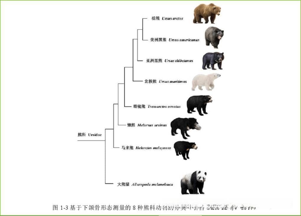 从“熊”到“亚洲黑熊”：是怎样进化和分类的？