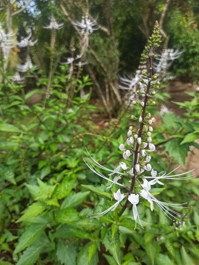 黄芪作用与功效：自然的馈赠与多效良药