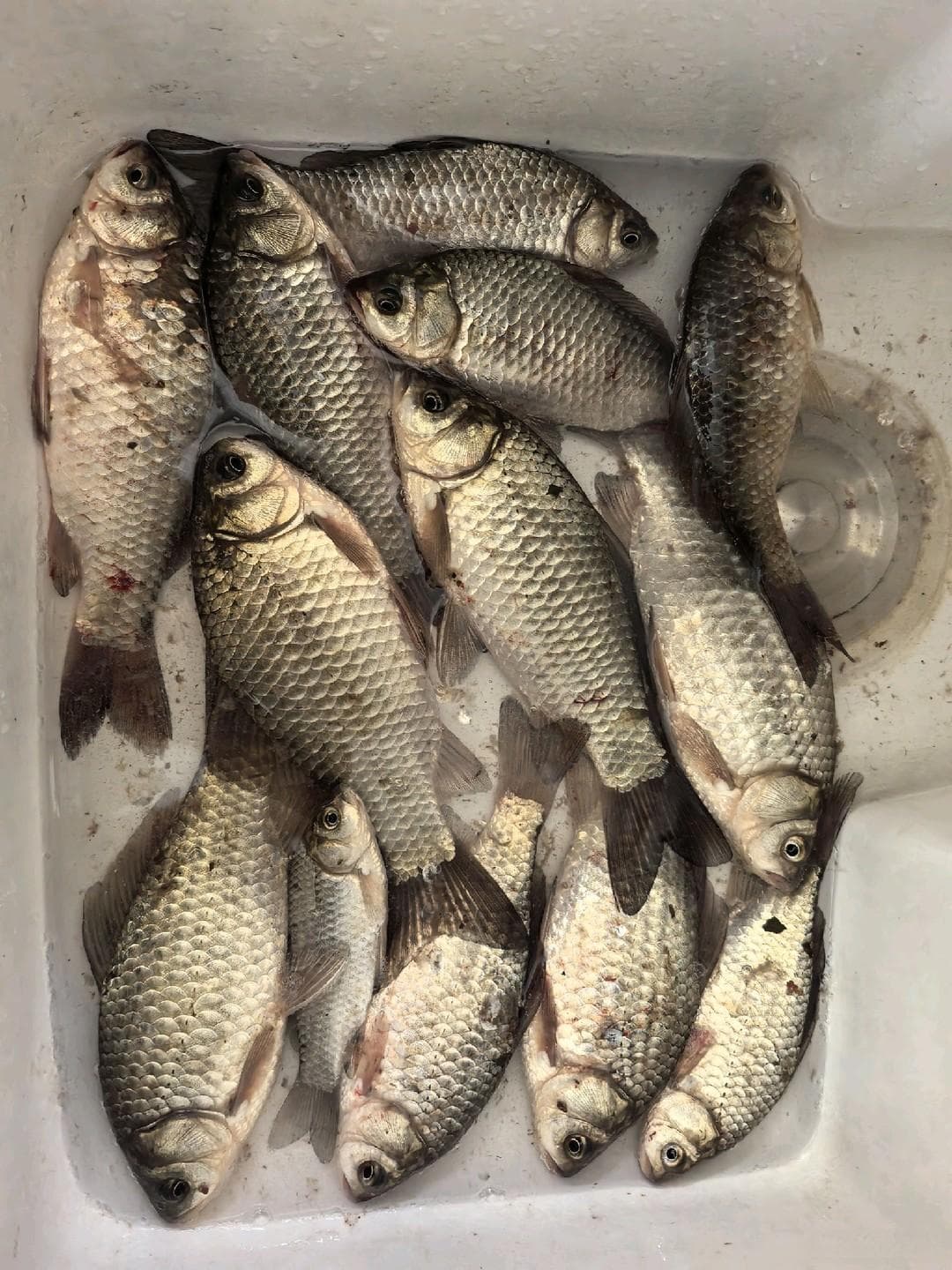新手路亚的日子：说下逗钓鲫鱼