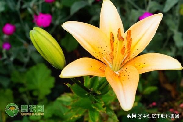 百合花怎么种植（百合养护方法和注意事项）