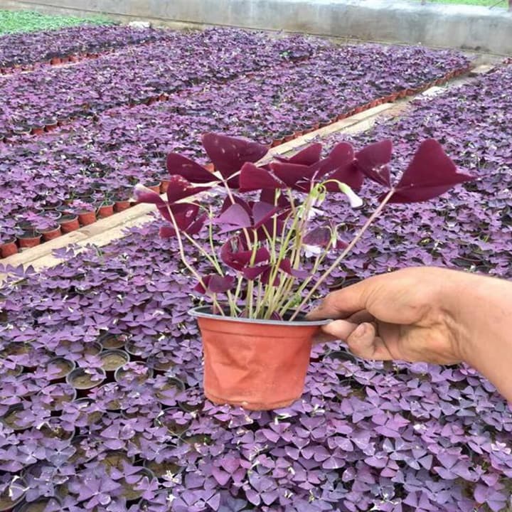 紫叶酢浆草种球怎么种