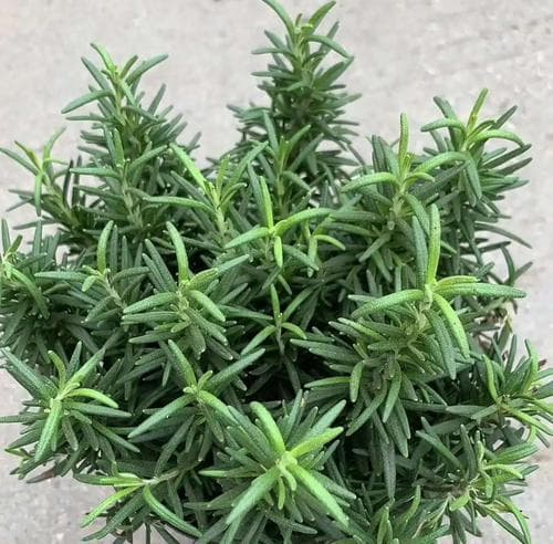 迷迭香养护全攻略：从种植到收获的全方位指南