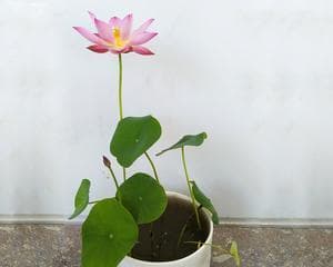 碗莲：一种兼具观赏、药用和食用价值的水生植物