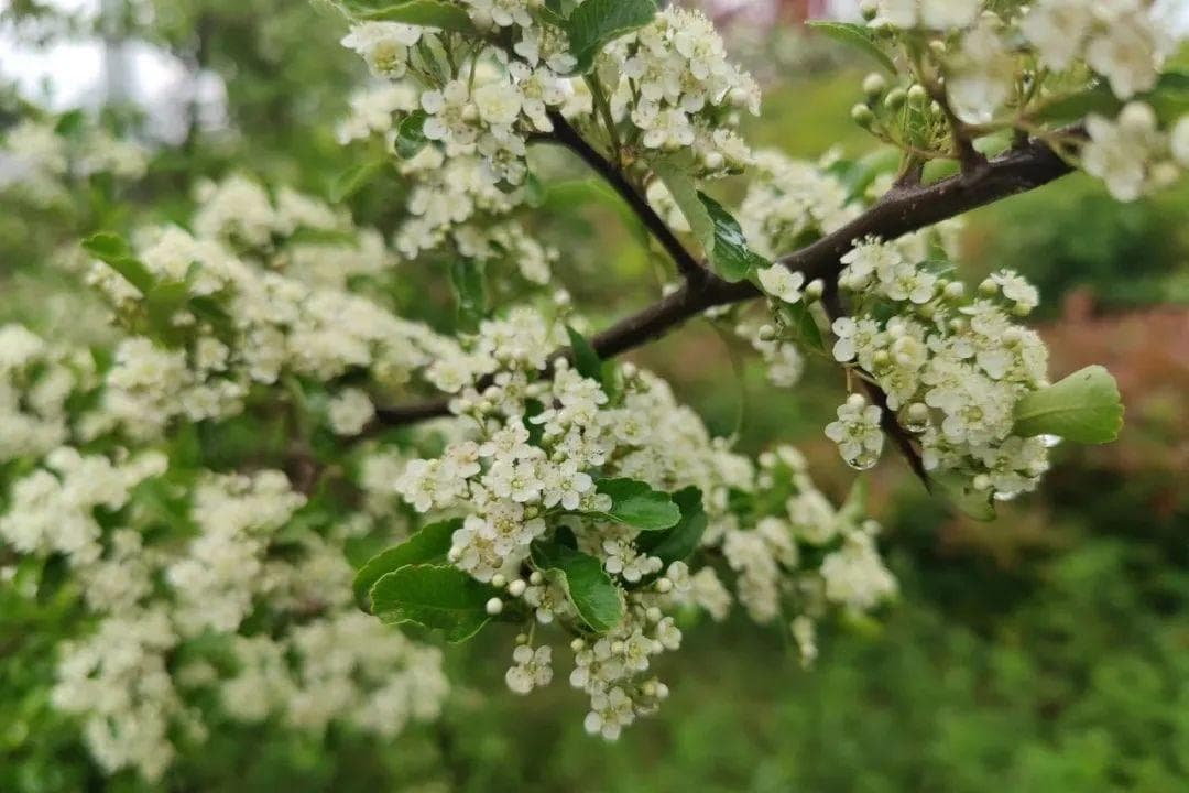 火棘：果子能吃，著名的观果植物！