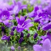 紫薯坏了是什么样子？教你正确辨别和储存紫薯