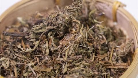 蒲公英泡水喝有什么功效和作用