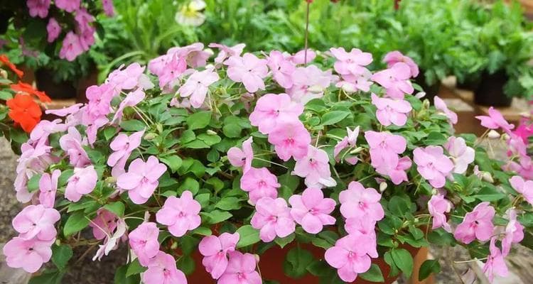 凤仙花种植全攻略：从选种到养护的全方位指南