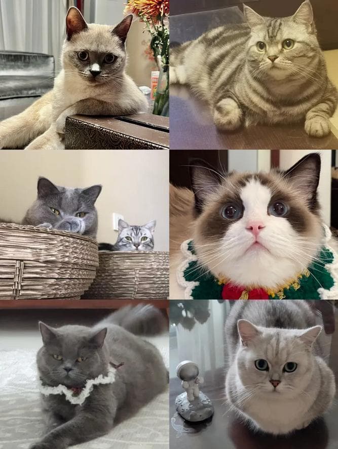 一文带您了解猫抓病