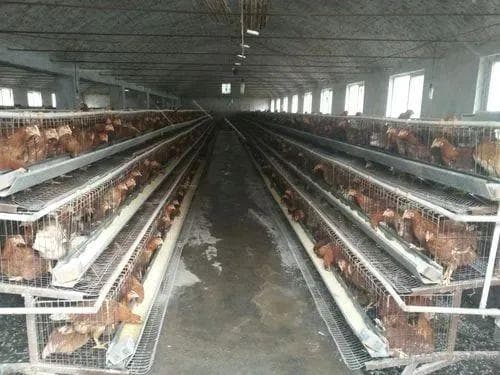 深秋鸡场控温和通风的四要点、时间点及鸡舍温度控制