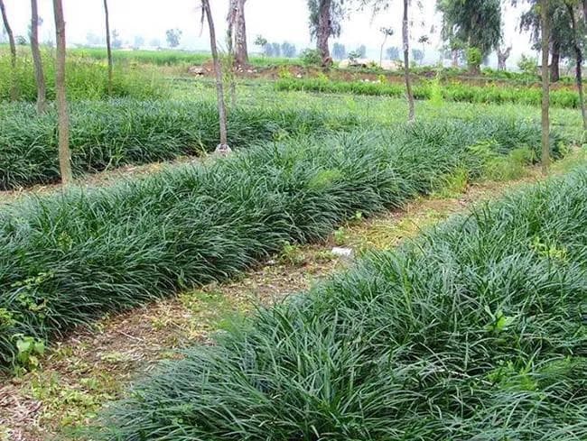 安徽种植细叶麦冬吗