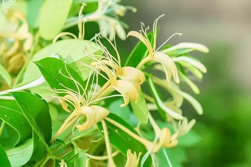 十大具有药用价值的花，什么花有药性？