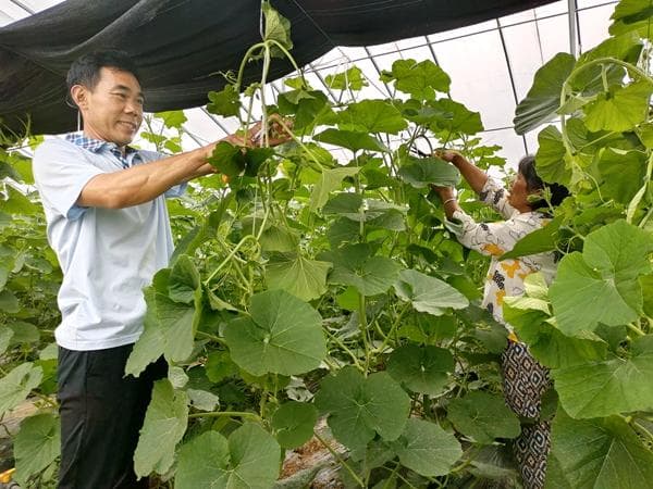 湖北油房湾村：从负债累累到年产值过亿的乡村振兴之路
