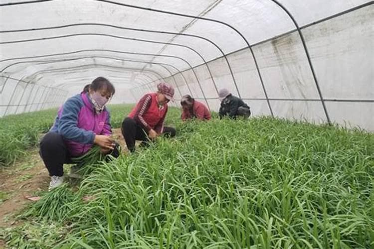 冬季蔬菜种植防冻攻略：这些实用技巧助你保产增收