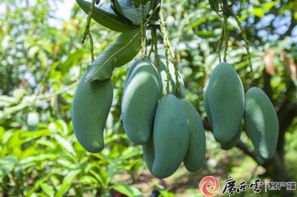 广西“上新”3条特色节气美食旅游线路，吃货们赶紧收藏！