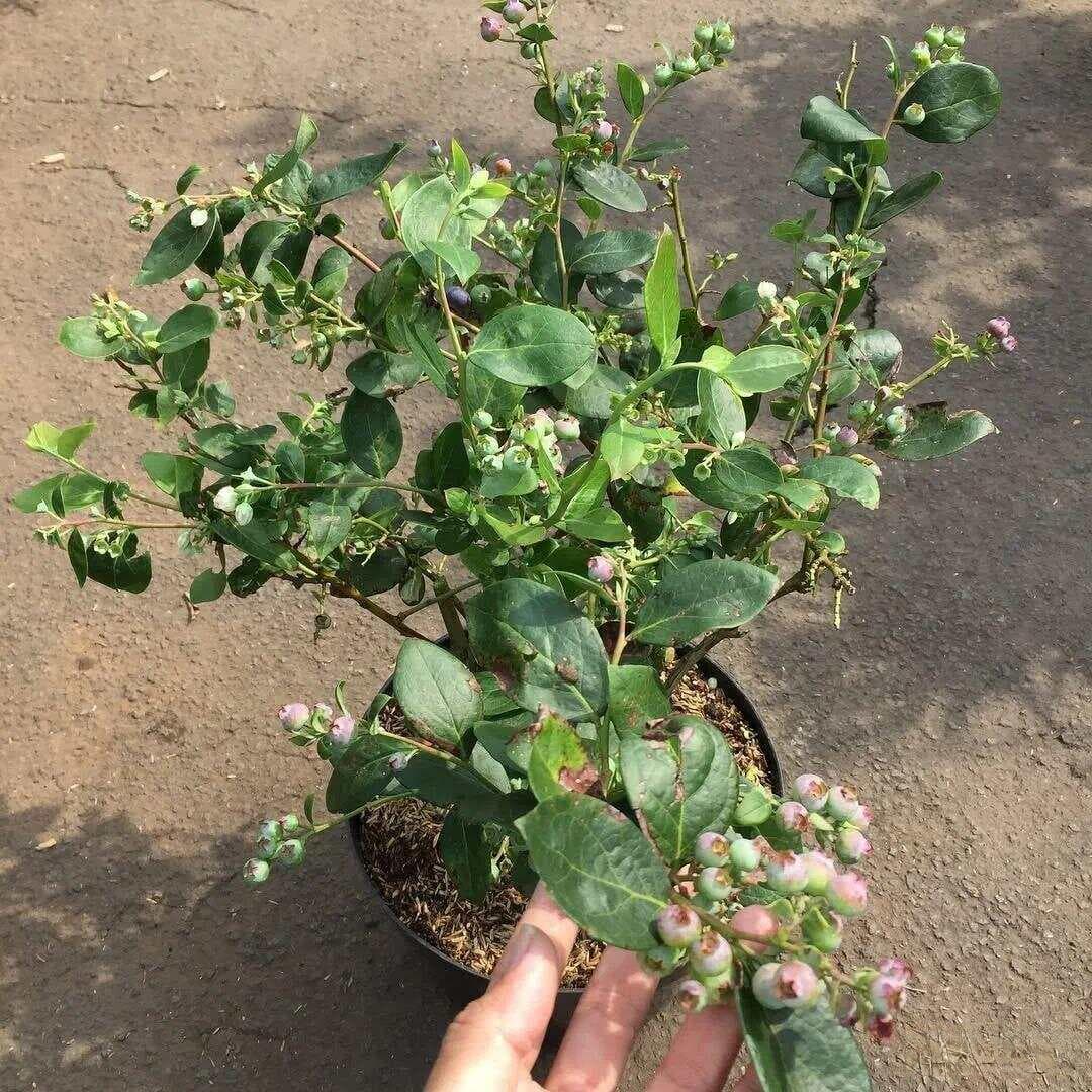 新手也能种出甜美的蓝莓：从品种选择到花期管理的全程指南