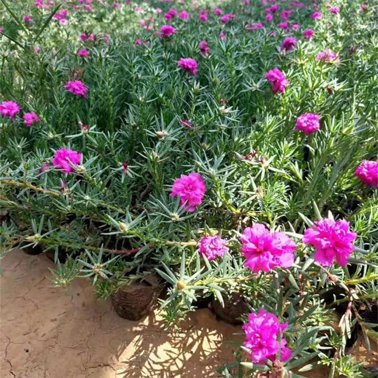 半枝莲种植方法和时间