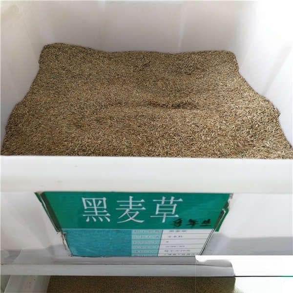 黑麦草种子特征及其应用价值
