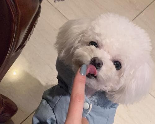 如何辨认一只泰迪犬是否是纯种？（泰迪犬纯种特征及鉴别方法）