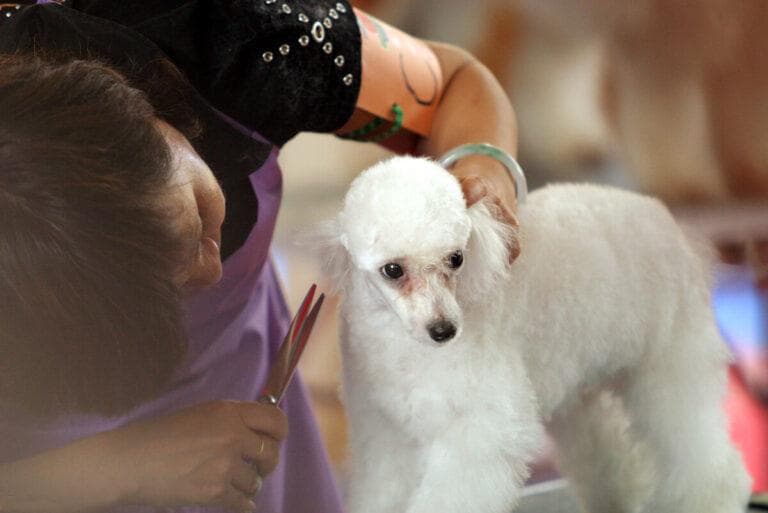 柯基犬为什么要断尾（柯基犬断尾的原因与好处）