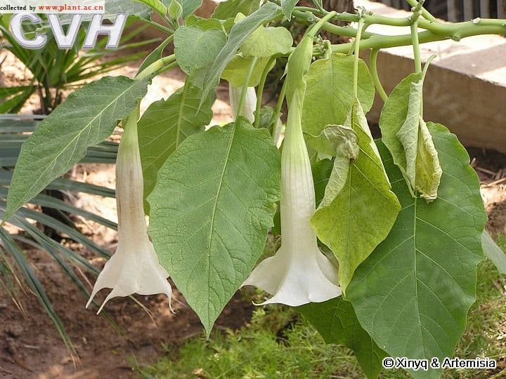 木本曼陀罗：一种来自美洲的观赏与药用植物