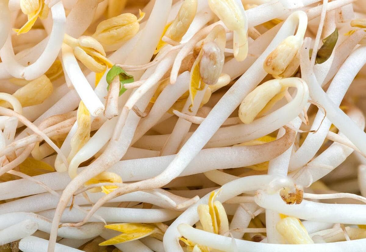 一斤豆子能生几斤豆芽