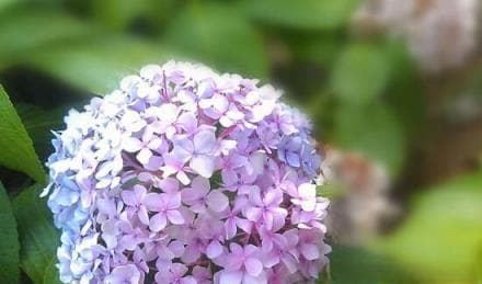 绣球花的多重寓意：从纯洁到自由的十二重花语