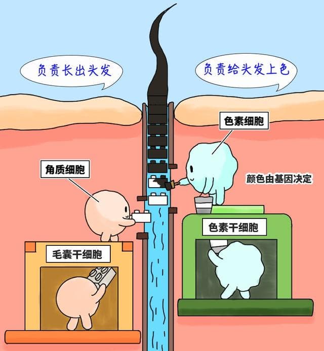年纪轻轻就长白发？一截黑、一截白？当心！或是身体警告！好消息：能复黑