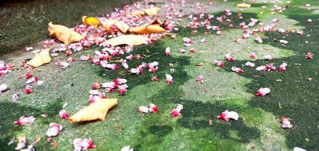 油桃能不能放冰箱？这些保存方法请收好