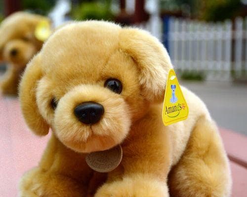 金毛犬和拉布拉多：性格、体型、毛发等全方位对比，助你做出明智选择