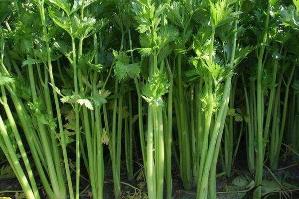 西芹种植方法和时间
