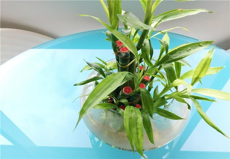 水培植物用哪些器具好？水培植物的常见方式