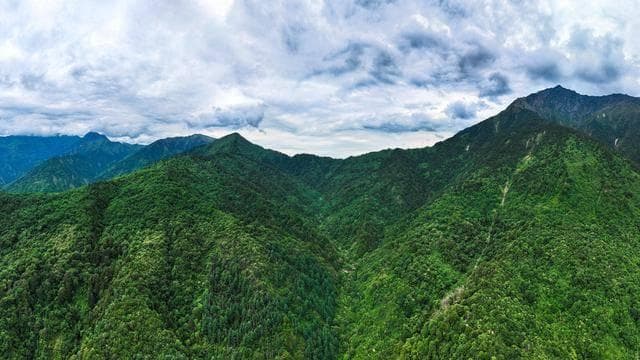 从“掌上明珠”到“竹林隐士”——我国正积极推进圈养繁育大熊猫野化放归工作