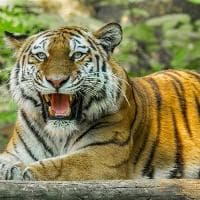 猪肝可以冷冻保存吗