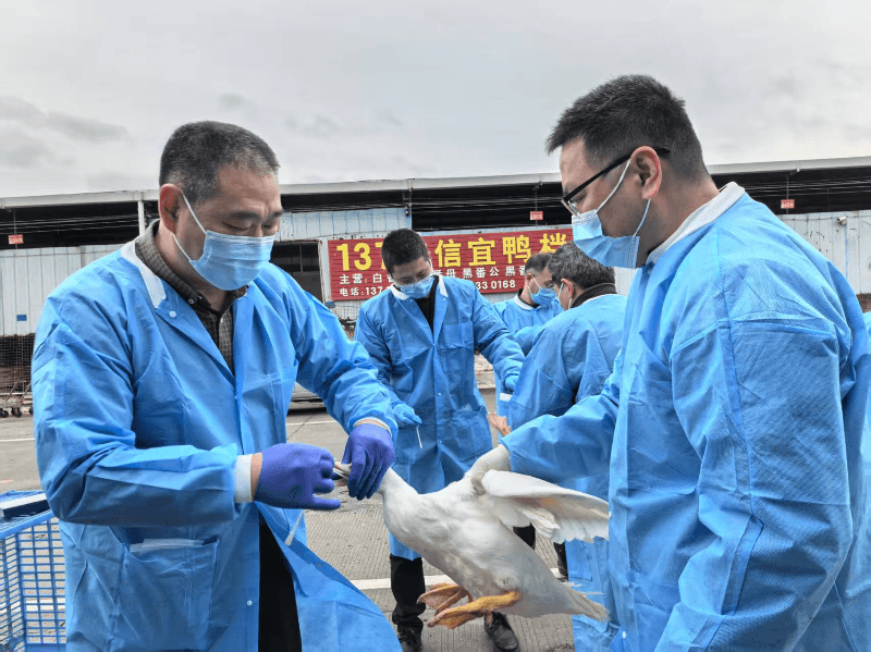 中国农业科学院哈尔滨兽医研究所来广东开展高致病性禽流感监测采样