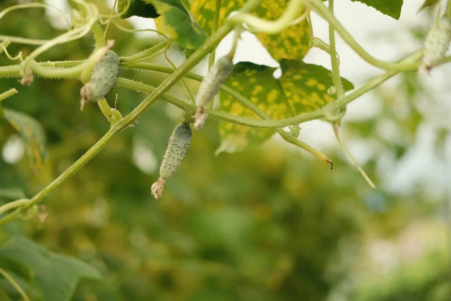 科学防治葫芦病虫害，四大方法保丰收