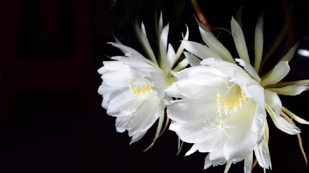 昙花用什么肥料容易开花 昙花施肥秘诀