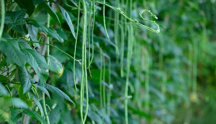 豆角种植全攻略：从选种到采收的15个关键步骤