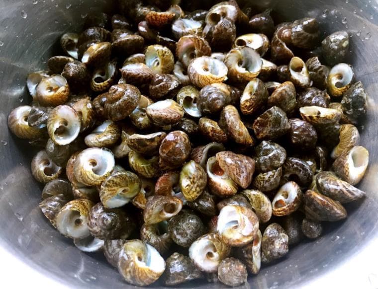 捡海螺什么时候？最佳捡海螺时间：退潮后的沙滩!