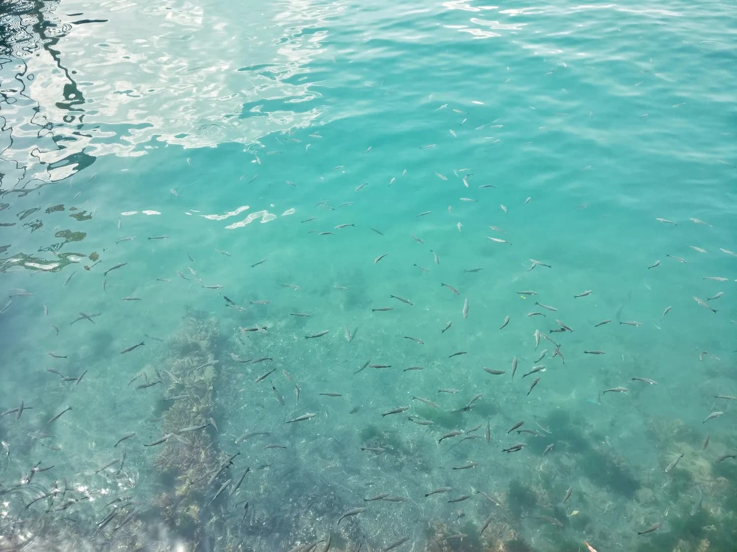 青海湖湟鱼保护：生态与经济如何平衡？