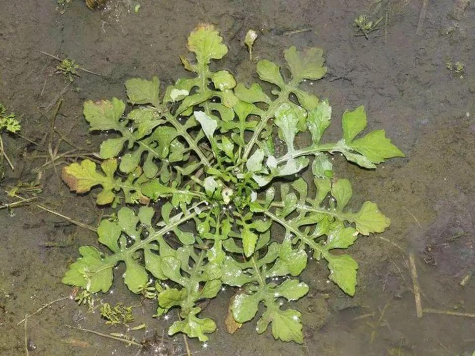 长得像荠菜，味道如辣椒，凉拌是一大美味，春季可别错过这野菜