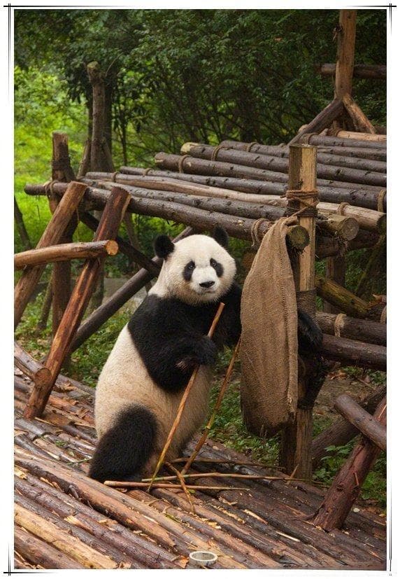 “和叶”弟弟变妹妹，这些大熊猫的性别也被认错过