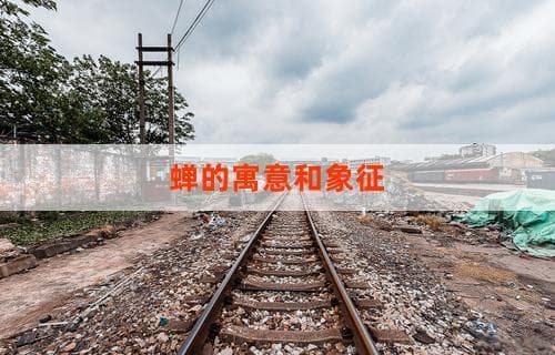 蝉的寓意和象征：解读蝉在中国文化中的多重意义