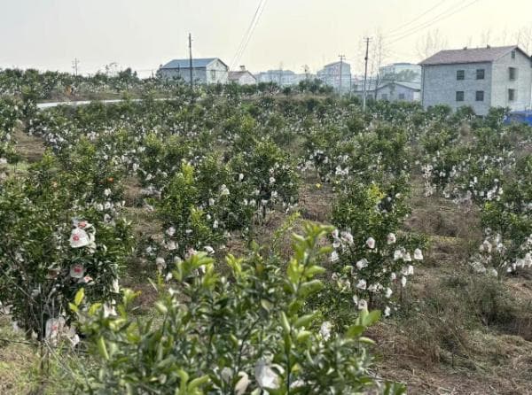 新春走基层｜金黄大雅柑托起乡村振兴梦